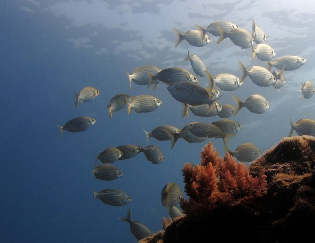 descubre a los animales marinos.jpg